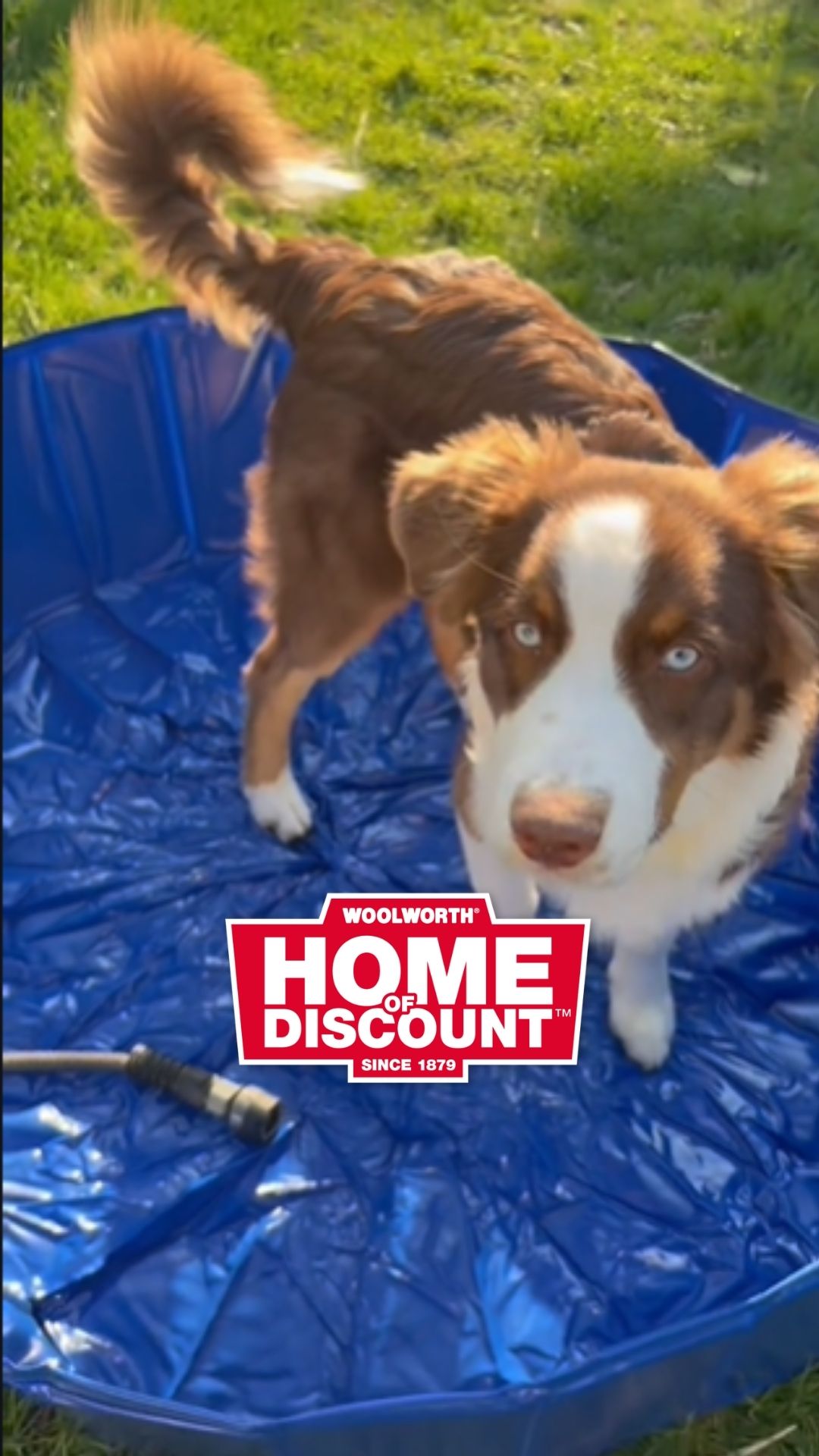 🐶💦 Abkühlung und Spielspaß für deinen Vierbeiner! 💦🐶 Ob klassischer Hundepool zum Planschen oder&hellip;