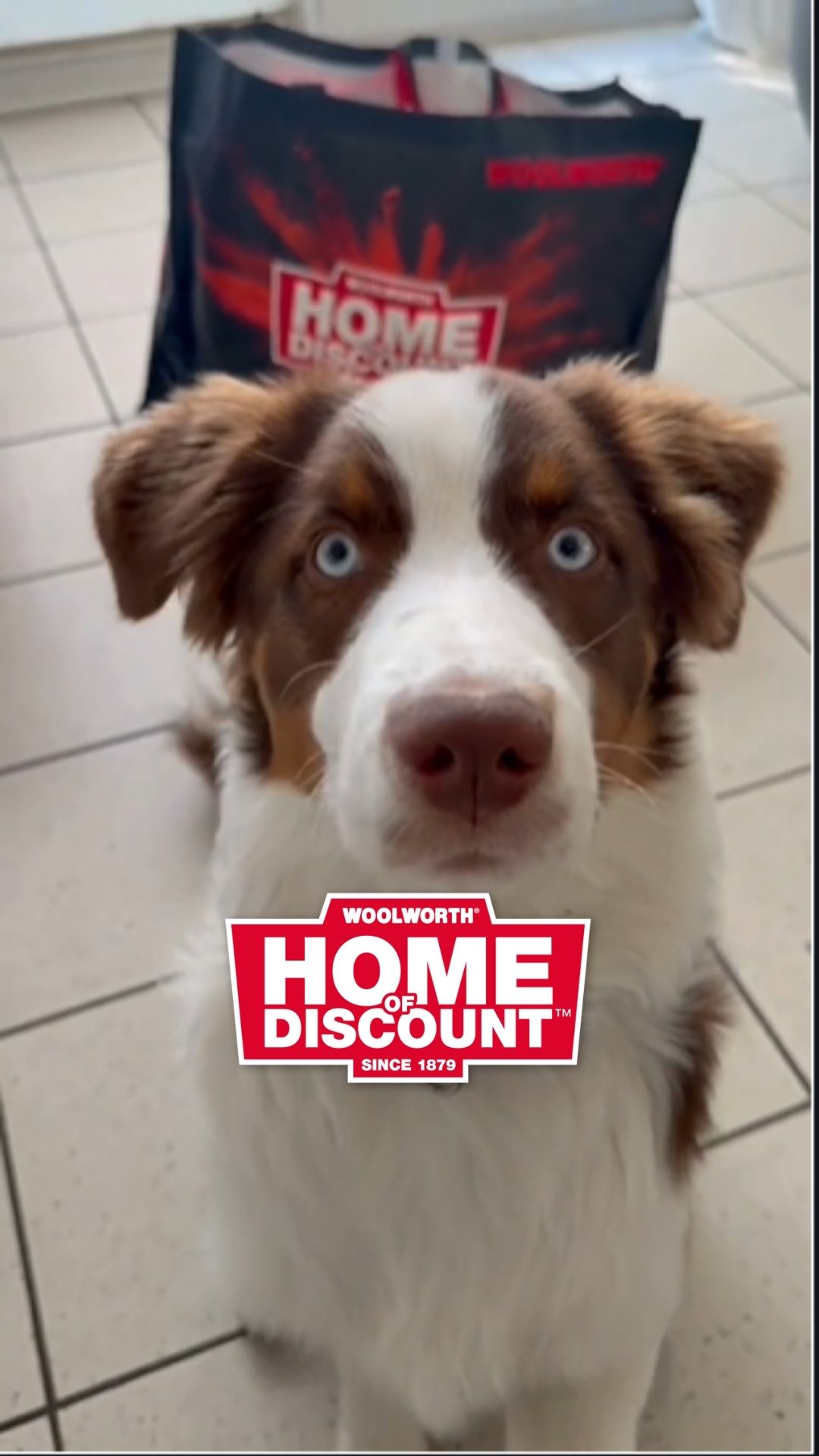 🎾🐶 Spielspaß und Abkühlung für deinen Vierbeiner! 🐶❄️ Ob robustes Hundespielzeug für ausgelassene&hellip;