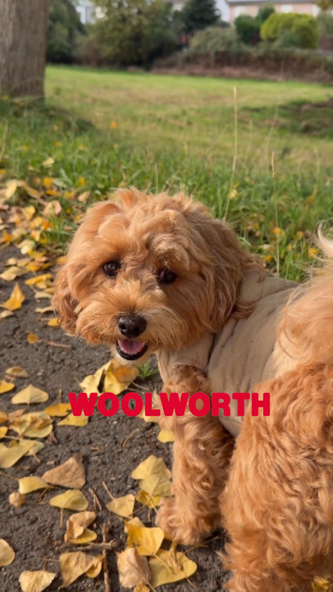 🐶🍂 Kuschelig warm durch den Herbst! 🍂🐾 Wenn die Temperaturen sinken, wird es Zeit für gemütliche&hellip;